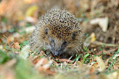 《女神异闻录3：Reload》新角色预告：桐条美鹤